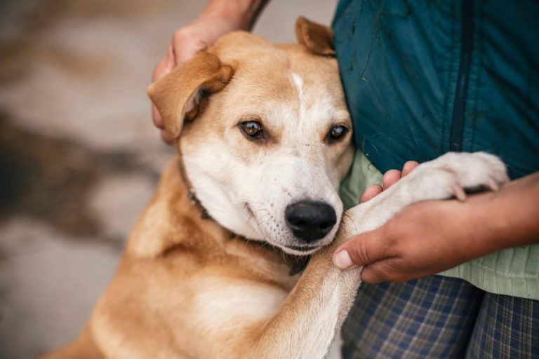 encontrar a los peludos en adopción que más se ajusten al estilo de vida del usuario