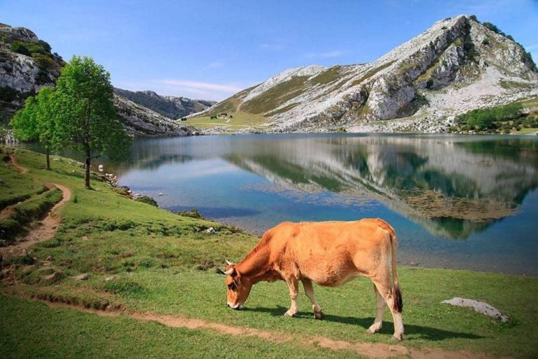 Cómo visitar los lagos de Covadonga