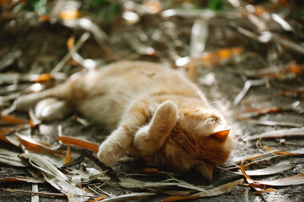 Por Qué Deberías Dormir La Siesta Todos Los Días