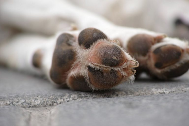 El truco para cortar las uñas a un perro sin herirle
