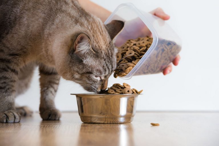 ¡Tu gato te lo agradecerá! Este es el mejor pienso de supermercado, según la OCU