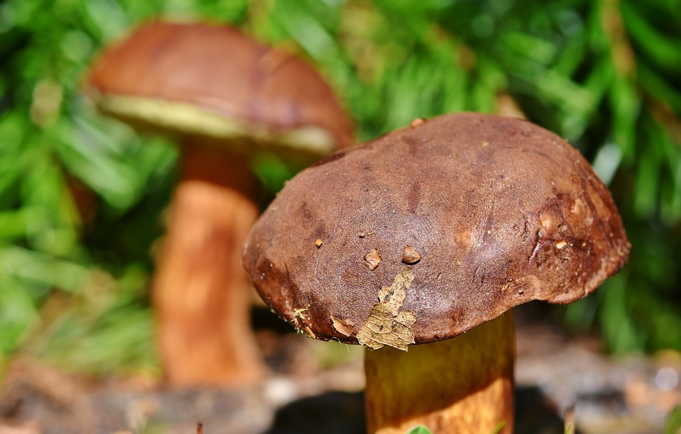 ¿Cómo Debes Coger Las Setas En El Bosque?