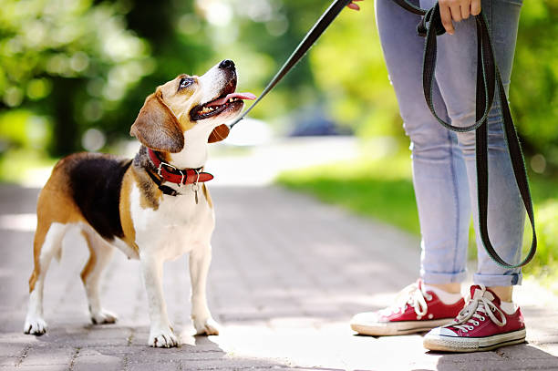 Estas Son Las 4 Razas De Perros Más Leales, Según Un Tiktoker