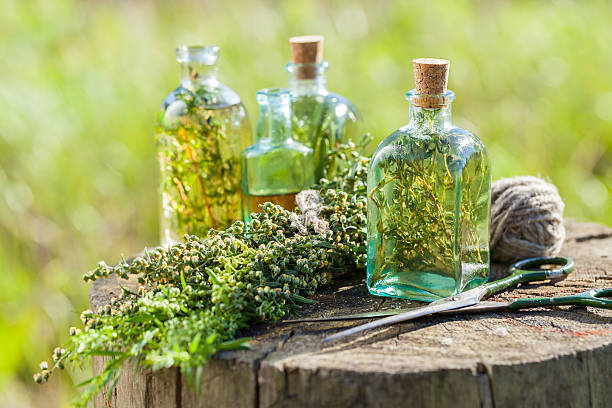 ¿Cuáles Son Los Beneficios Del Ajenjo Como Planta Medicinal?