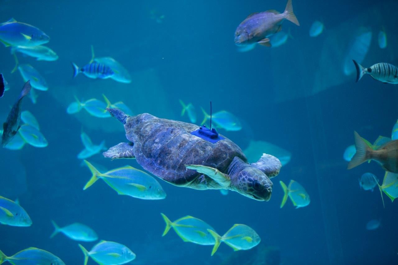 1633430205 Poema Del Mar Devuelve Al Oc Ano A Una Tortuga Encontrada En Estado Cr Tico 01