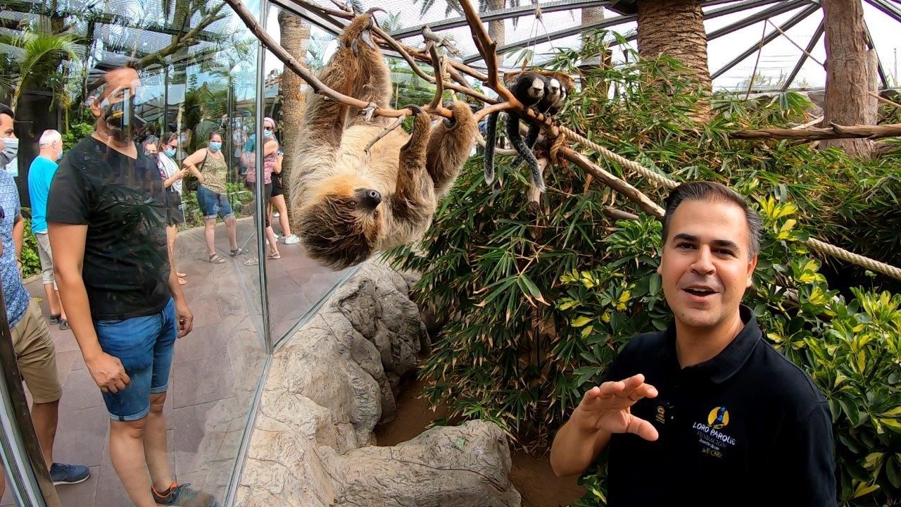1634640224 Loro Parque Conmemora El D A Internacional Del Perezoso Con Un Espectacular V Deo 01