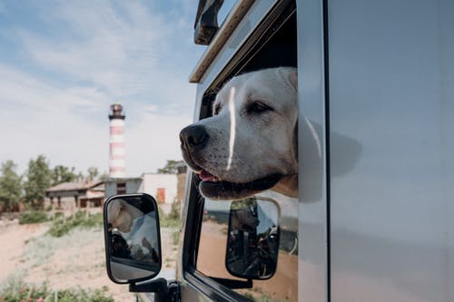 ¿Cómo Transportar A Mi Perro De Forma Correcta?