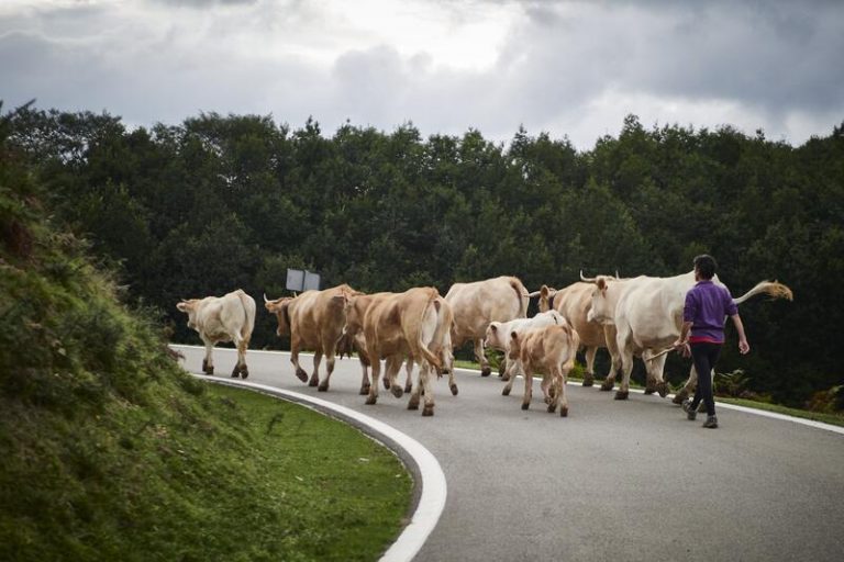 UPA pide a Agricultura cambios en el proyecto de ordenación de granjas de vacuno