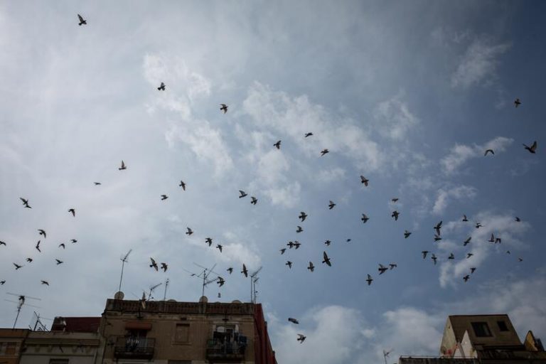 SEO/BirdLife: «El 25% de las especies de aves en España se encuentran en peligro»
