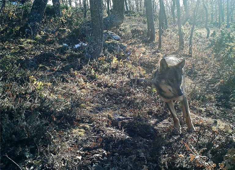 El Gobierno señala que la prohibición de cazar lobos no supone un «menoscabo» en la gestión de Cantabria
