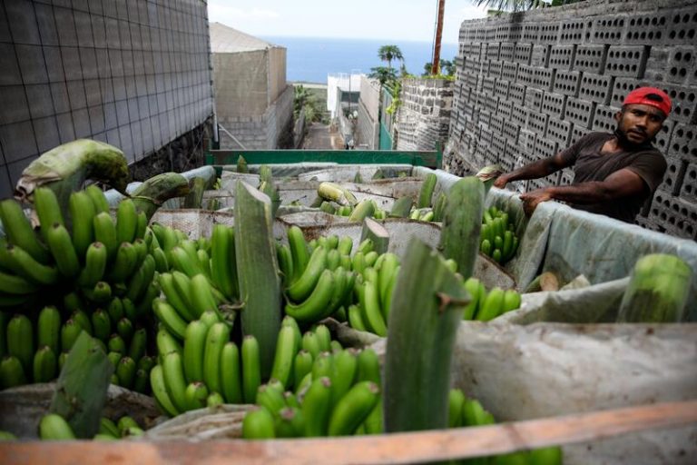 Agricultura habilita ayudas para ganaderos y pescadores de La Palma