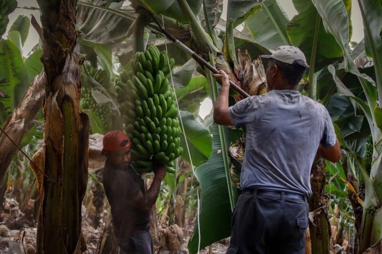 Congelarán plátanos de La Palma afectados por la ceniza para ser donados a comedores sociales