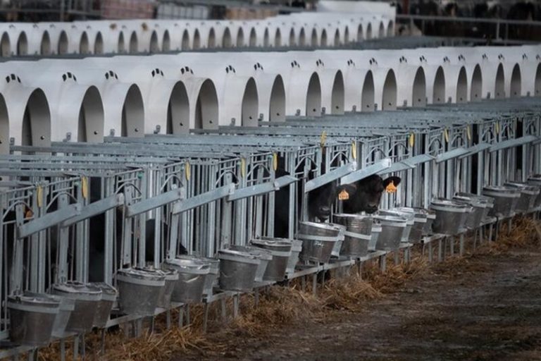 Greenpeace pide reducir al 50% la cabaña ganadera industrial en España
