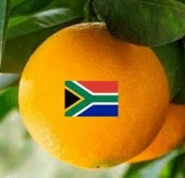 La Comisión Europea analizará la seguridad fitosanitaria de las importaciones de cítricos de Sudáfrica