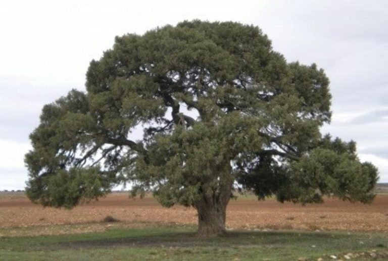 Aragón apoya la candidatura de la Sabina Milenaria de Blancas para ser Árbol Europeo 2022