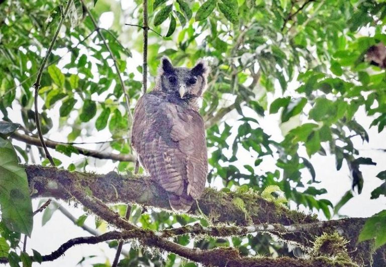 Científicos británicos redescubren en Ghana un búho gigante que no se ha visto en 150 años