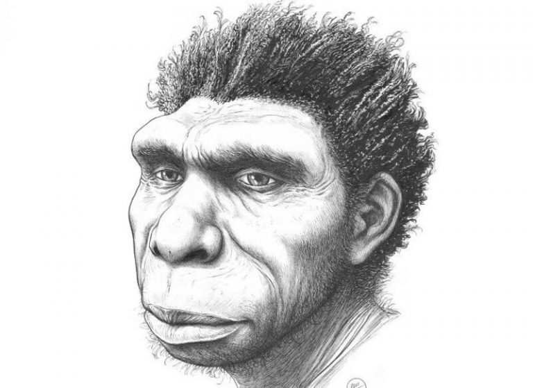 Paleoantropólogos nombran una nueva especie de ancestro humano, el ‘Homo bodoensis’
