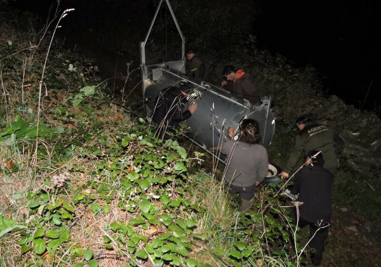 El protocolo de intervención en casos de osos habituados a la presencia humana, «un éxito»