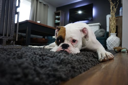 Las Claves Para Elegir Una Alfombra Para El Salón 3 Limpieza