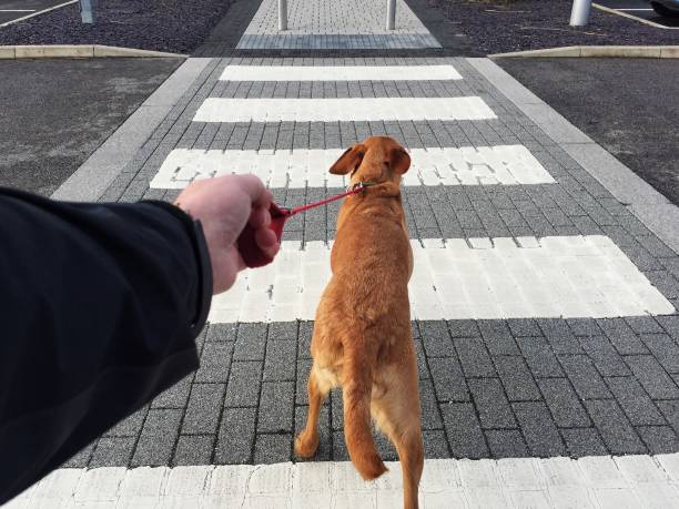 ¿Por Qué Es Importante Enseñarle Al Perro No Tirar De La Correa?