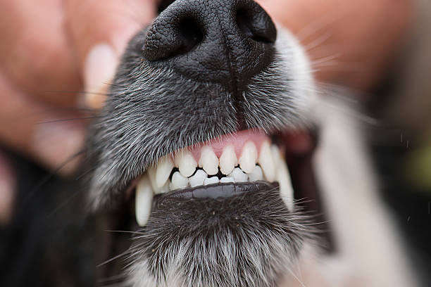 Da Un Premio Al Perro Por Una Dentadura Impecable 