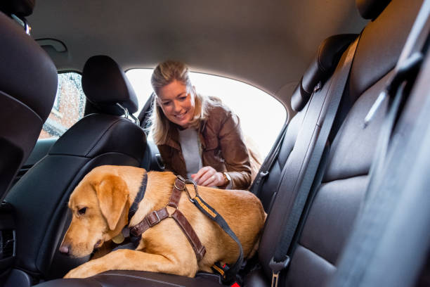 Así Es Como Tienes Que Llevar A Tu Perro En El Coche Según Su Tamaño Para Que No Te Multen