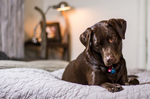 No Usar Secadora Cuando Laves La Cama Del Perro