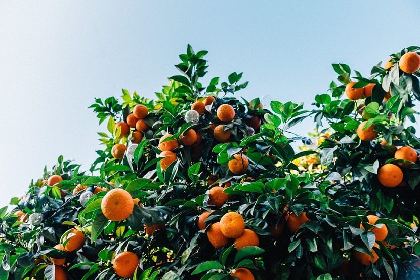 Clementinas y mandarinas, ¿son lo mismo?