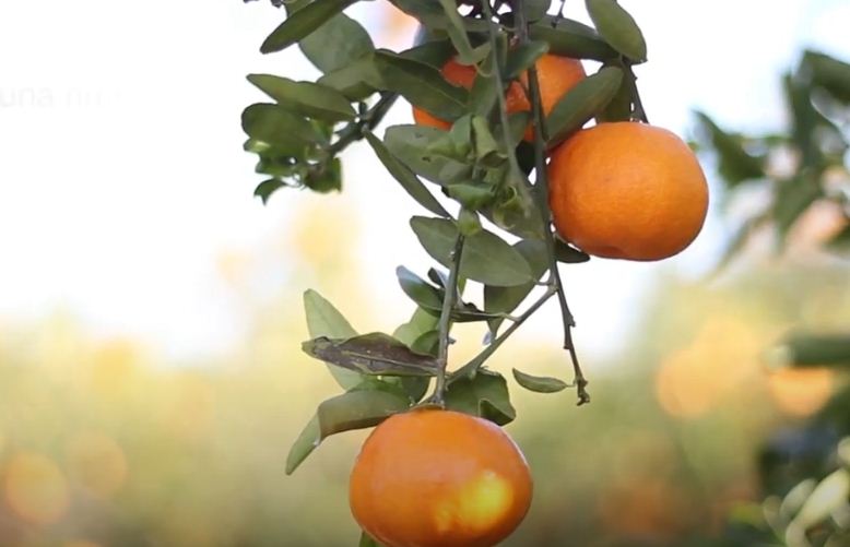 Clementinas y mandarinas, ¿son lo mismo?