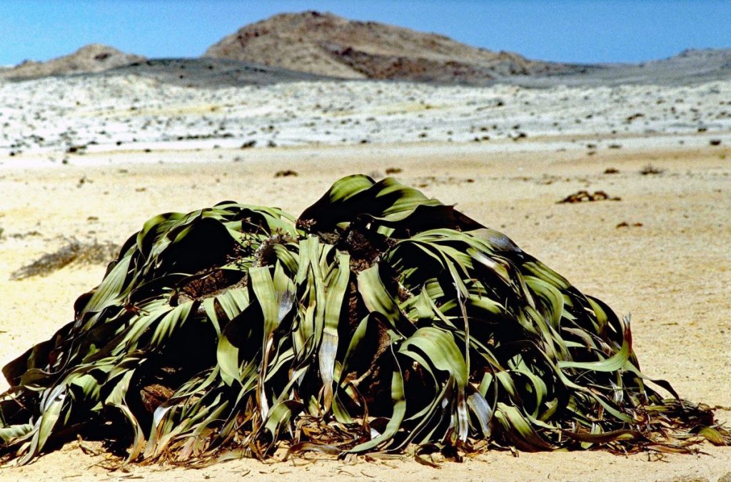 Cómo Se Llama La Planta Inmortal