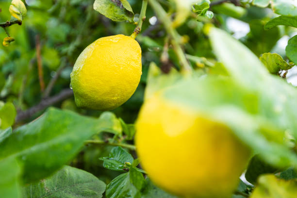Limon En El Arbol
