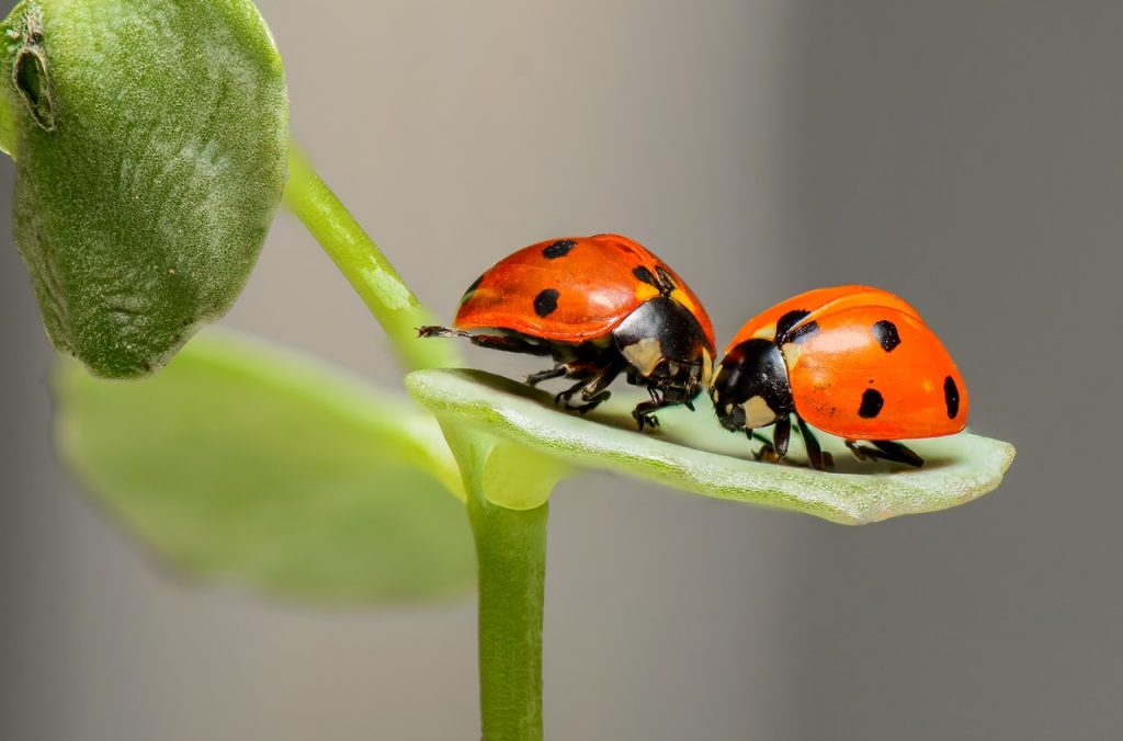 Nada De Búsquedas Sobre Insectos En Google