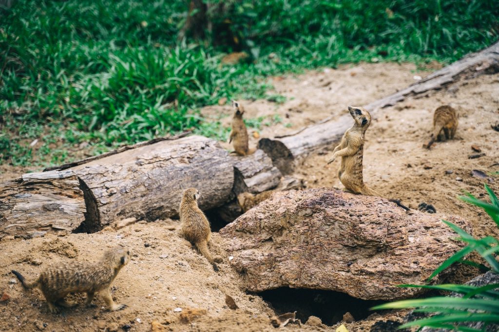 No Deberías Buscar Sobre Animales Peligrosos En La Web