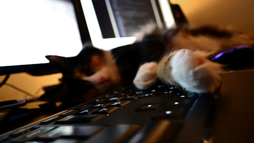 Por Qué Los Gatos Te Molestan Cuando Estás En El Ordenador
