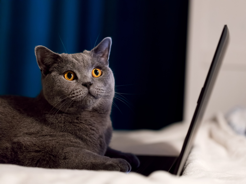 Gato en el ordenador: por qué está tirado allí y qué puedes hacer al respecto