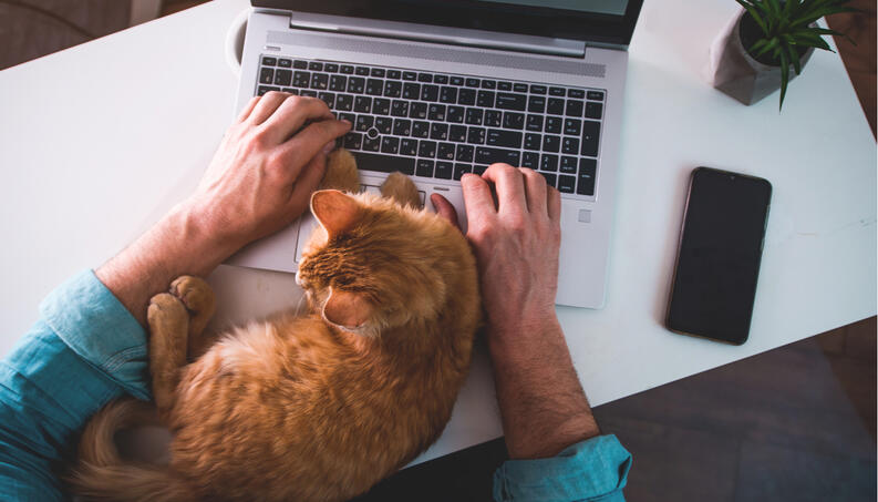 Gato en el ordenador: por qué está tirado allí y qué puedes hacer al respecto
