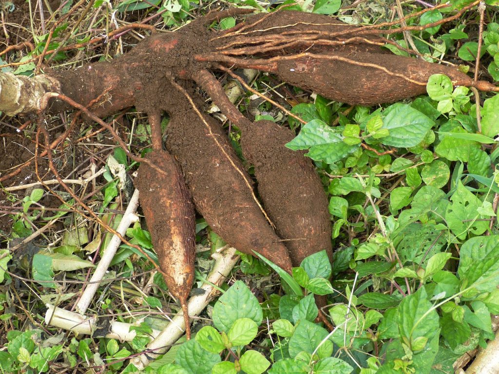 ¿Cuáles Son Los Tipos De Yuca?