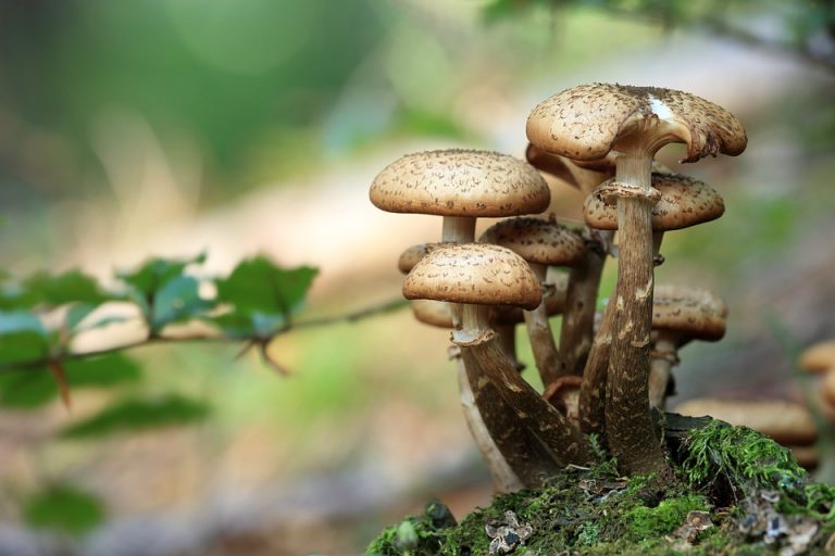Cómo coger setas en el bosque