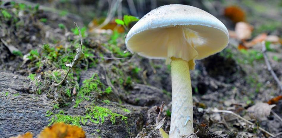 Setas que te encuentras en el bosque y que son venenosas