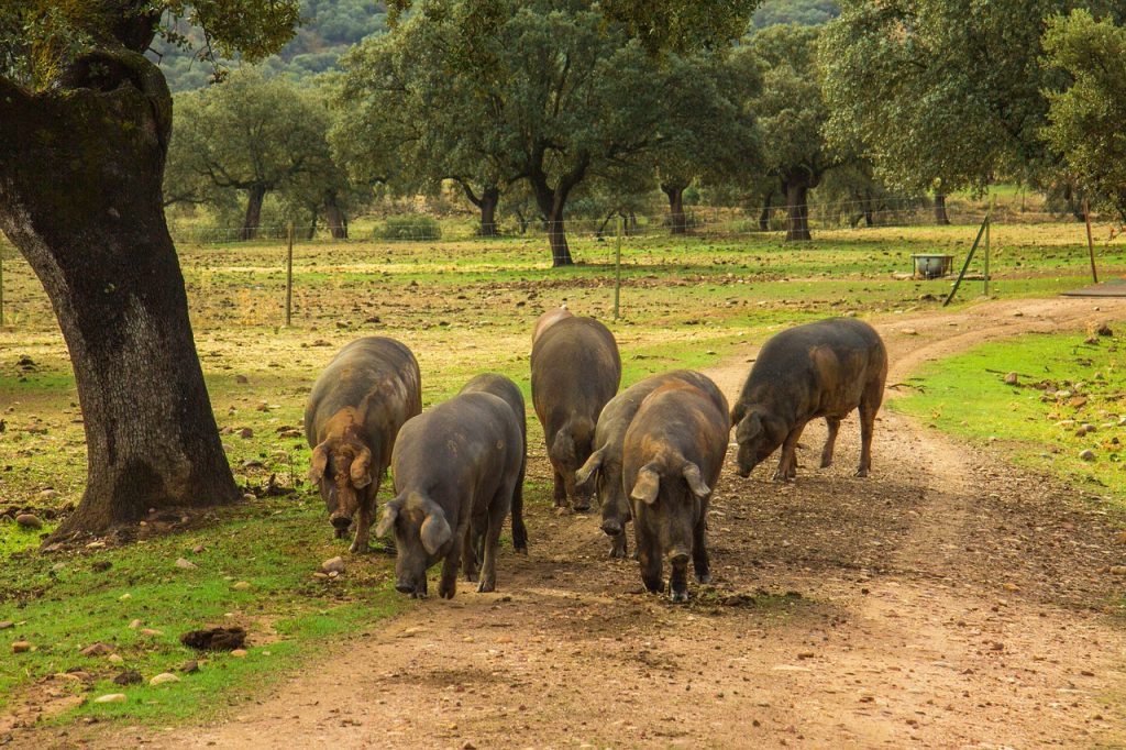 Ibérico