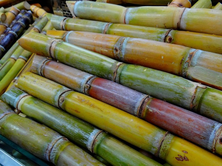CAÑAPACK, la revolución del packaging sostenible respetuoso con el medioambiente