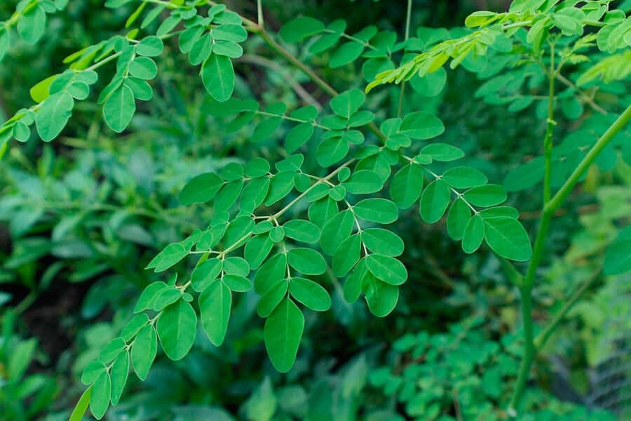 Qué Es La Moringa Y Por Qué Deberías Tomarla Todos Los Días