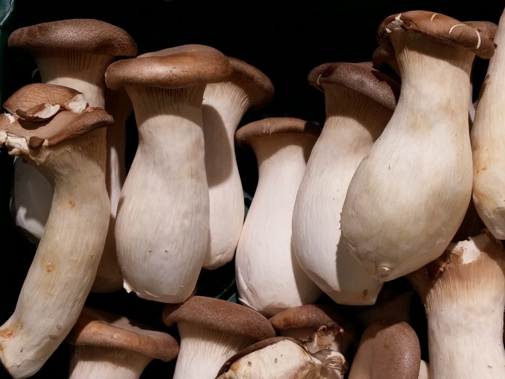 Boletus