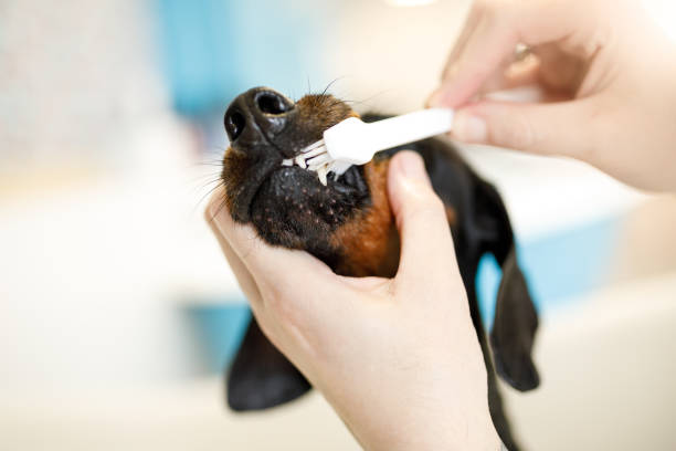 ¿Cómo Limpiar Los Dientes A Mi Perro Correctamente De Una Forma Sencilla?