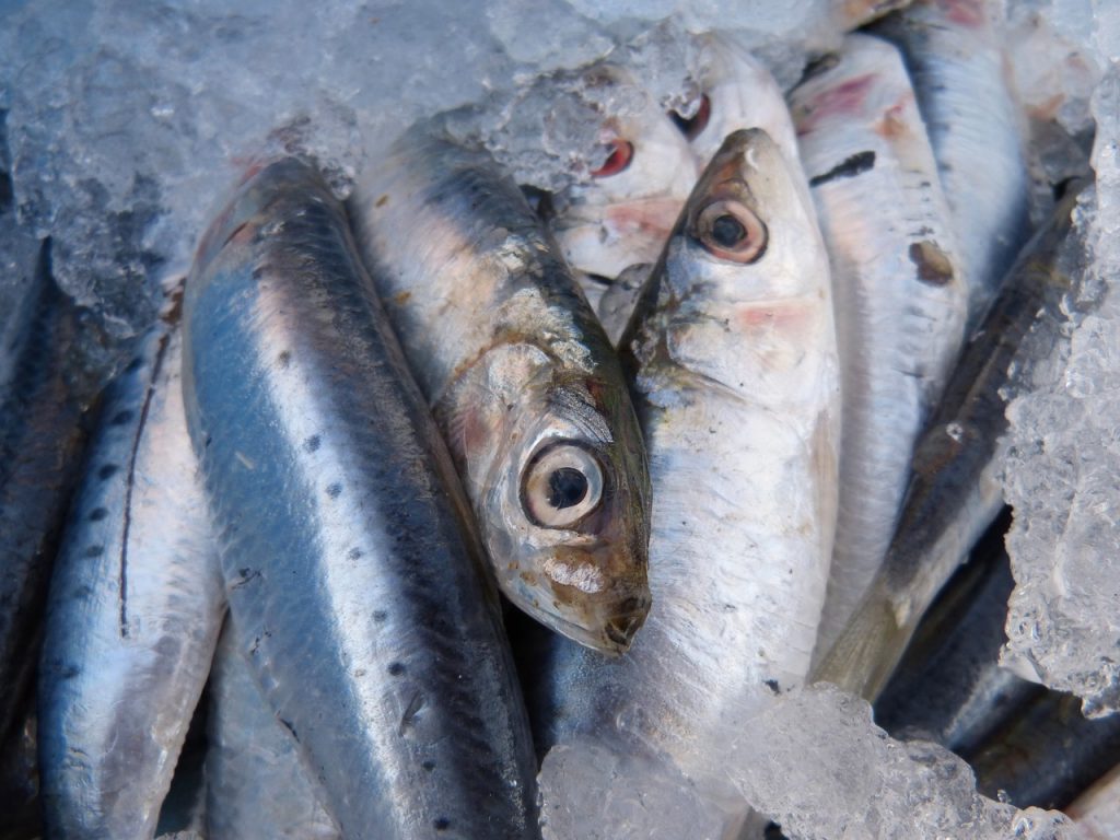 Cómo Se Hacen Las Auténticas Sardinas Morunas