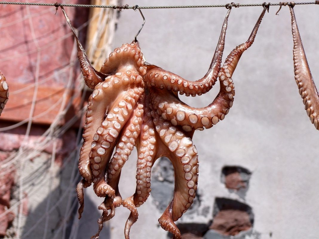 pulpo