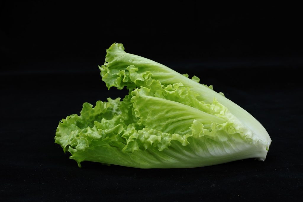 Lechuga