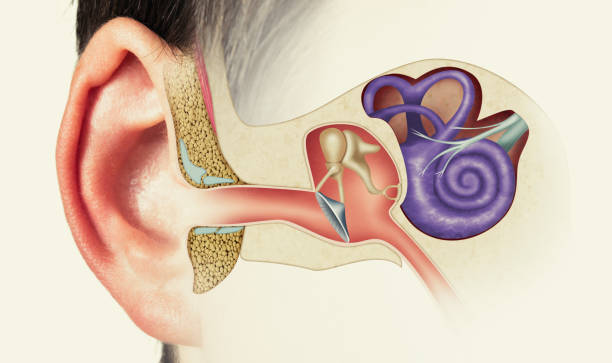 ¿Qué pasa cuando no hay una correcta limpieza de los oídos?
