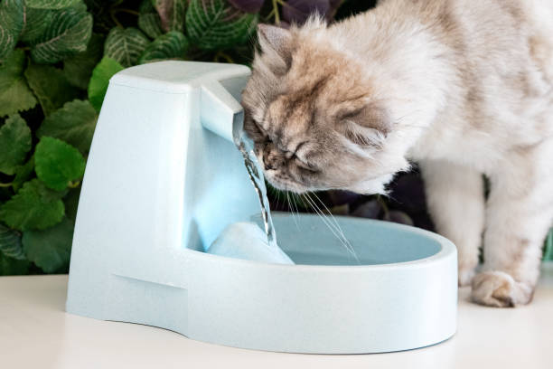 Como Hacer una Fuente de Agua para Gatos en 12 Pasos