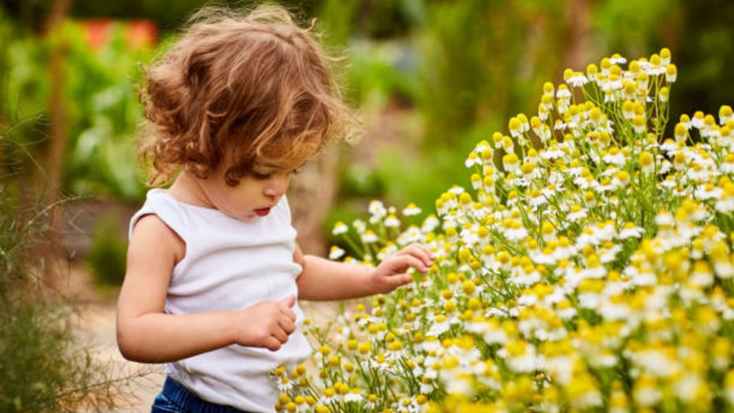 10 plantas peligrosas para los niños